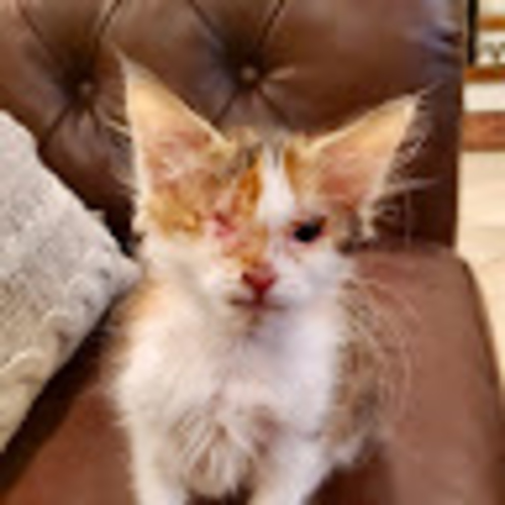 Meet your Posher, Evie